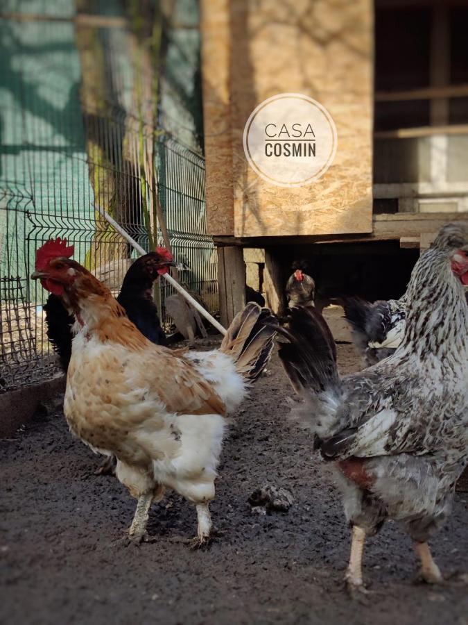 Casa Cosmin Cincu 호텔 외부 사진