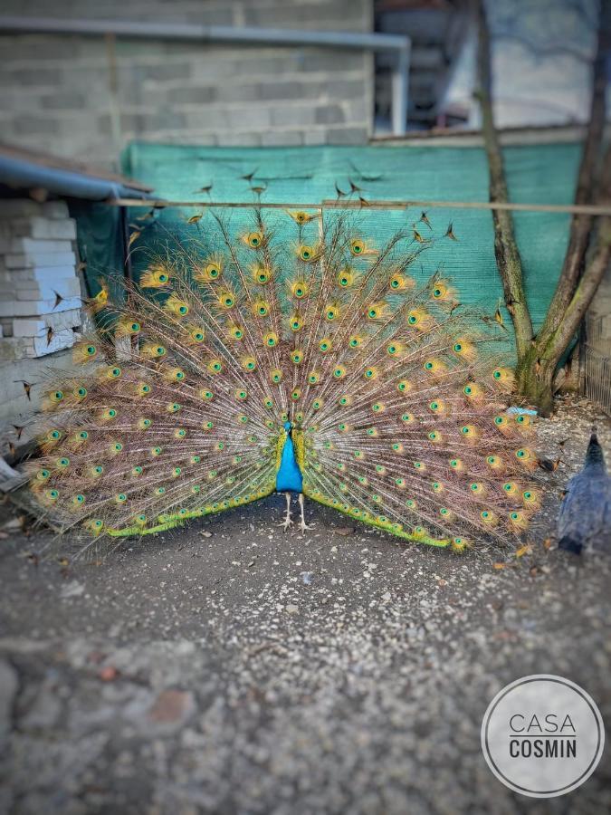 Casa Cosmin Cincu 호텔 외부 사진