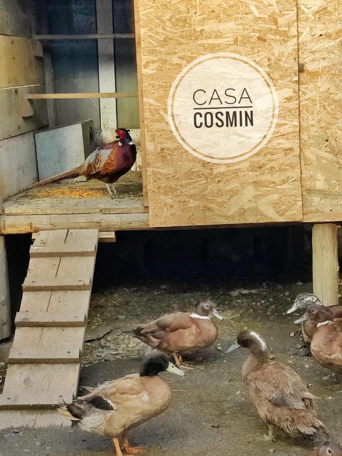 Casa Cosmin Cincu 호텔 외부 사진